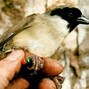 Burung Langka Yang Ada Di Kalimantan