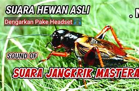 Suara Jangkrik Masteran Mp3